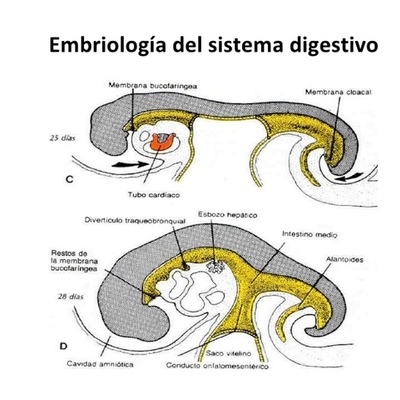 Timeline: Embriología del Sistema Digestivo