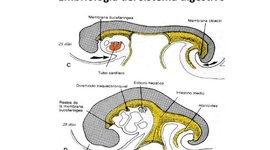 Timeline: Embriología del Sistema Digestivo