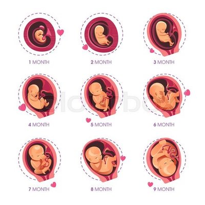 Timeline: Fetal Development