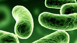 Timeline: George Washington Carver