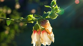 Timeline: 'The romance of life is the only part of it which is overwhelmingly valuable, and romance dies with youth. After that, life is a drudge, and indeed a sham.'