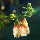 Dying flower
