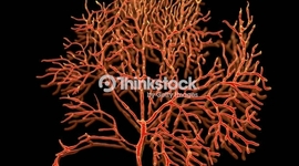 Timeline: Desde los orígenes al presente: las neurociencias de la conducta, un viaje que no se detiene.