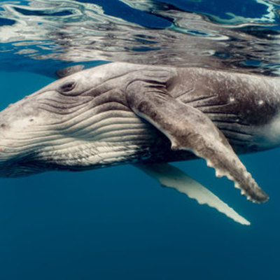 Timeline: Whale Song Timeline