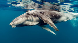 Timeline: Whale Song Timeline