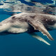 Humpback whale