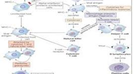 Timeline: Immune System