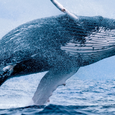 Timeline: Key Landmarks in the Environmental Movement