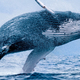 1fcc18d4 d0f9 4908 b964 98d37cf5de38 whale