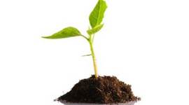 Timeline: מנבט לצמח