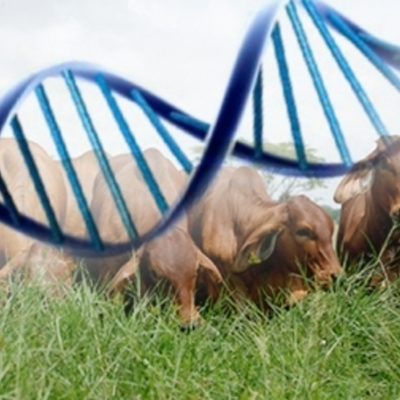 Timeline: Evolución en el Mejoramiento Genético Animal