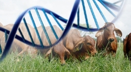 Timeline: Evolución en el Mejoramiento Genético Animal