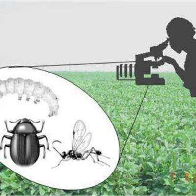 Timeline: ENTOMOLOGÍA ECONOMICA