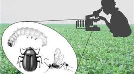 Timeline: ENTOMOLOGÍA ECONOMICA