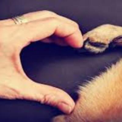 Timeline: HISTORIA DE LA MEDICINA VETERINARIA.