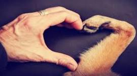 Timeline: HISTORIA DE LA MEDICINA VETERINARIA.