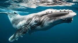 Timeline: Rosie's Adventures