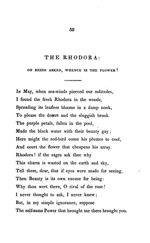 The rhodora theme image