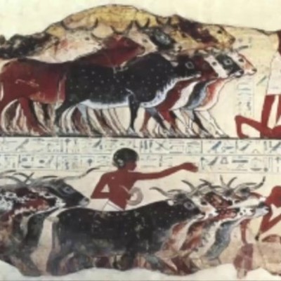 Timeline: historia de la medicina veterinaria