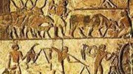 Timeline: Historia de la medicina veterinaria