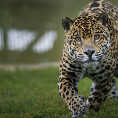 Timeline: HISTORIA DE LA ETOLOGÍA