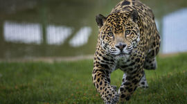 Timeline: HISTORIA DE LA ETOLOGÍA