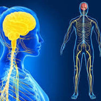 Timeline: Evolución del sistema nervioso y el cerebro.
