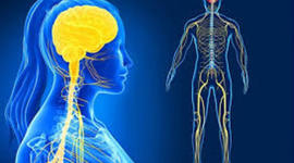 Timeline: Evolución del sistema nervioso y el cerebro.