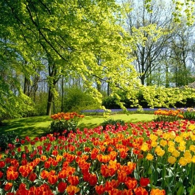 Timeline: eventos florales anuales