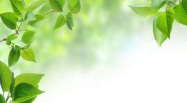 Timeline: TERAPIAS NATURALES