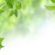 586377419 green leaves wallpaper