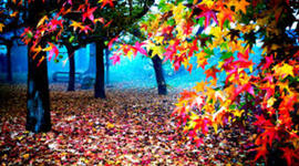 Timeline: RECONOCIENDO MIS COMPETENCIAS