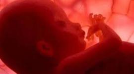 Timeline: DESARROLLO EMBRIONARIO