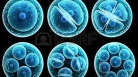 Timeline: Desarrollo embrionario