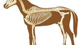 Timeline: Historia de la Medicina Veterinaria