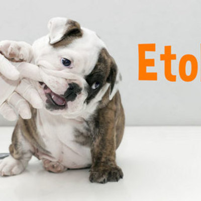 Timeline: Historia De La Etología