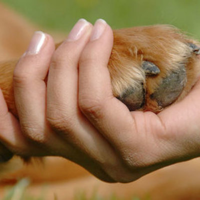 Timeline: Historia de la Etología