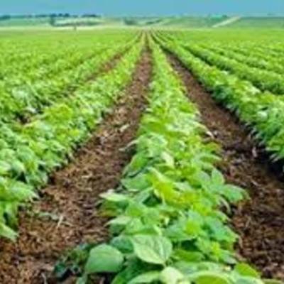 Timeline: AGRICULTURA