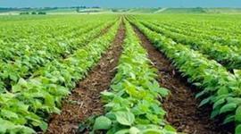 Timeline: AGRICULTURA