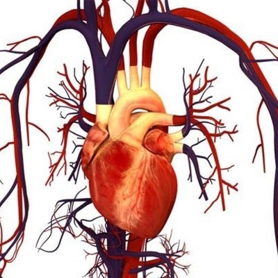 Timeline: HISTORIA DE LA CIRUGÍA CARDIOVASCULAR