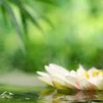 Timeline: Terapia Naturales