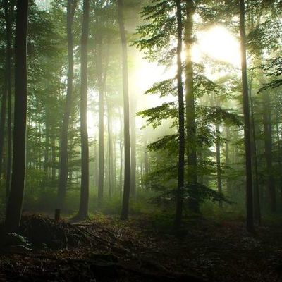 Timeline: Historia de la conservación de la naturaleza.