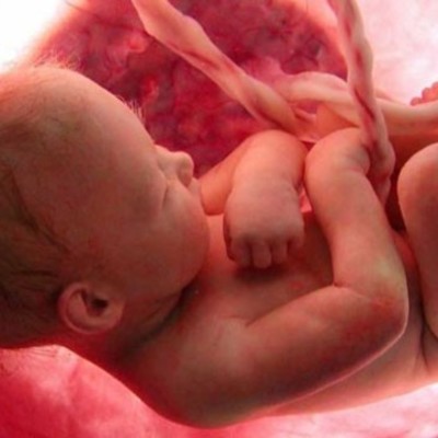 Timeline: DESARROLLO EMBRIONARIO