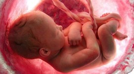 Timeline: DESARROLLO EMBRIONARIO