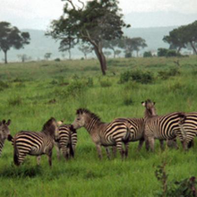 Timeline: Окружающая среда