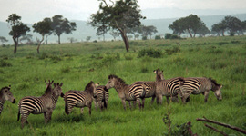 Timeline: Окружающая среда