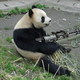 Panda gun