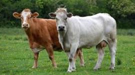 Timeline: Veterinaria