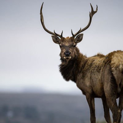 Timeline: The American Dream #1