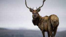 Timeline: The American Dream #1